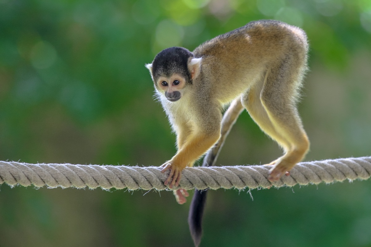 Saimiri sciureus sulla corda