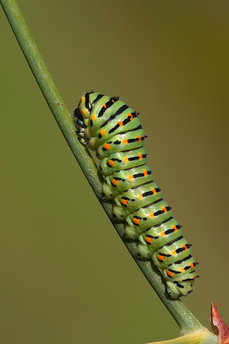 Papilio machaon (Papilionidae)