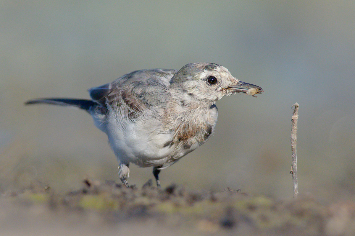 Ballerina bianca in caccia