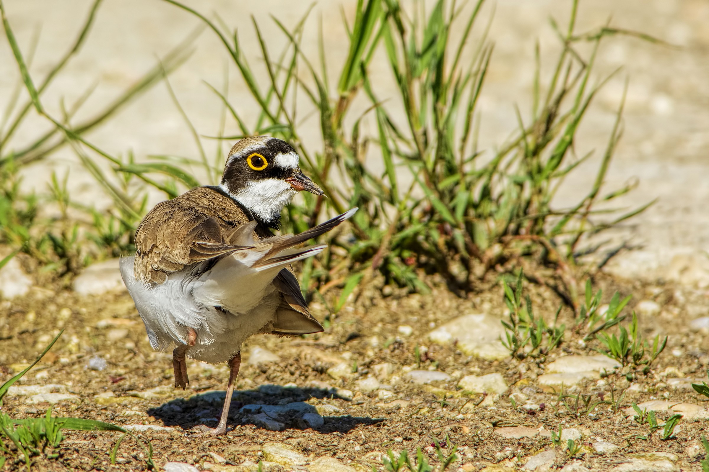 Corriere piccolo (Charadrius dubius)