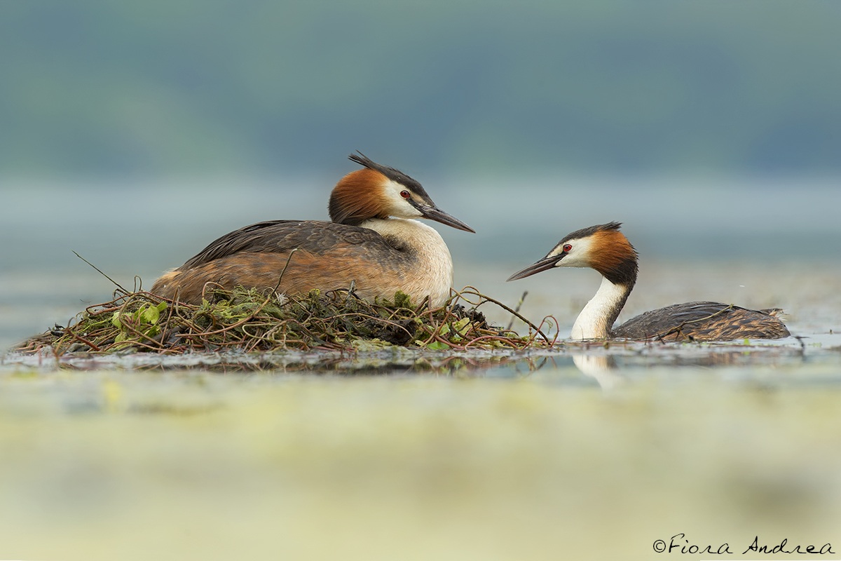 A trovare mia...moglie.