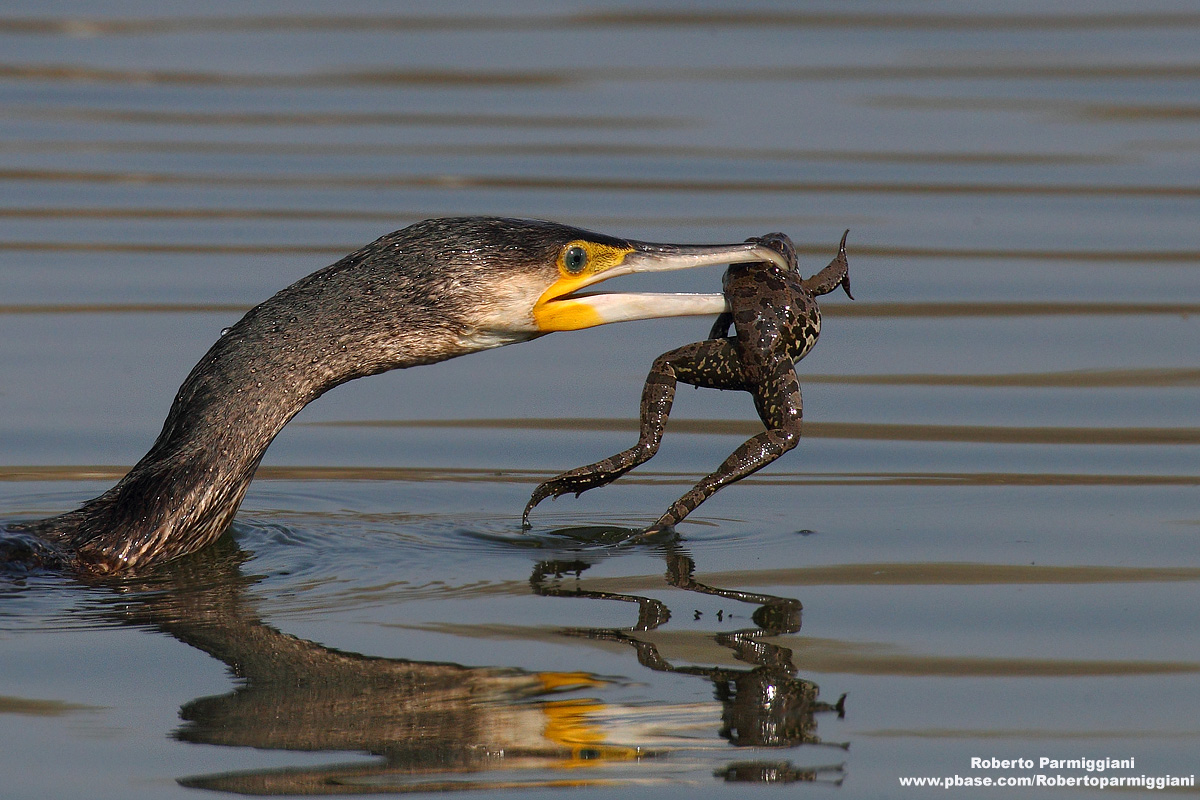 Cormorano con rana