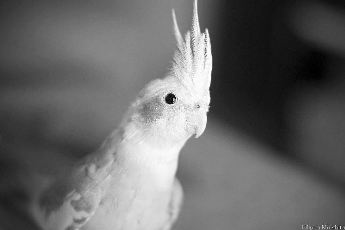 Calopsitta (Nymphicus hollandicus)