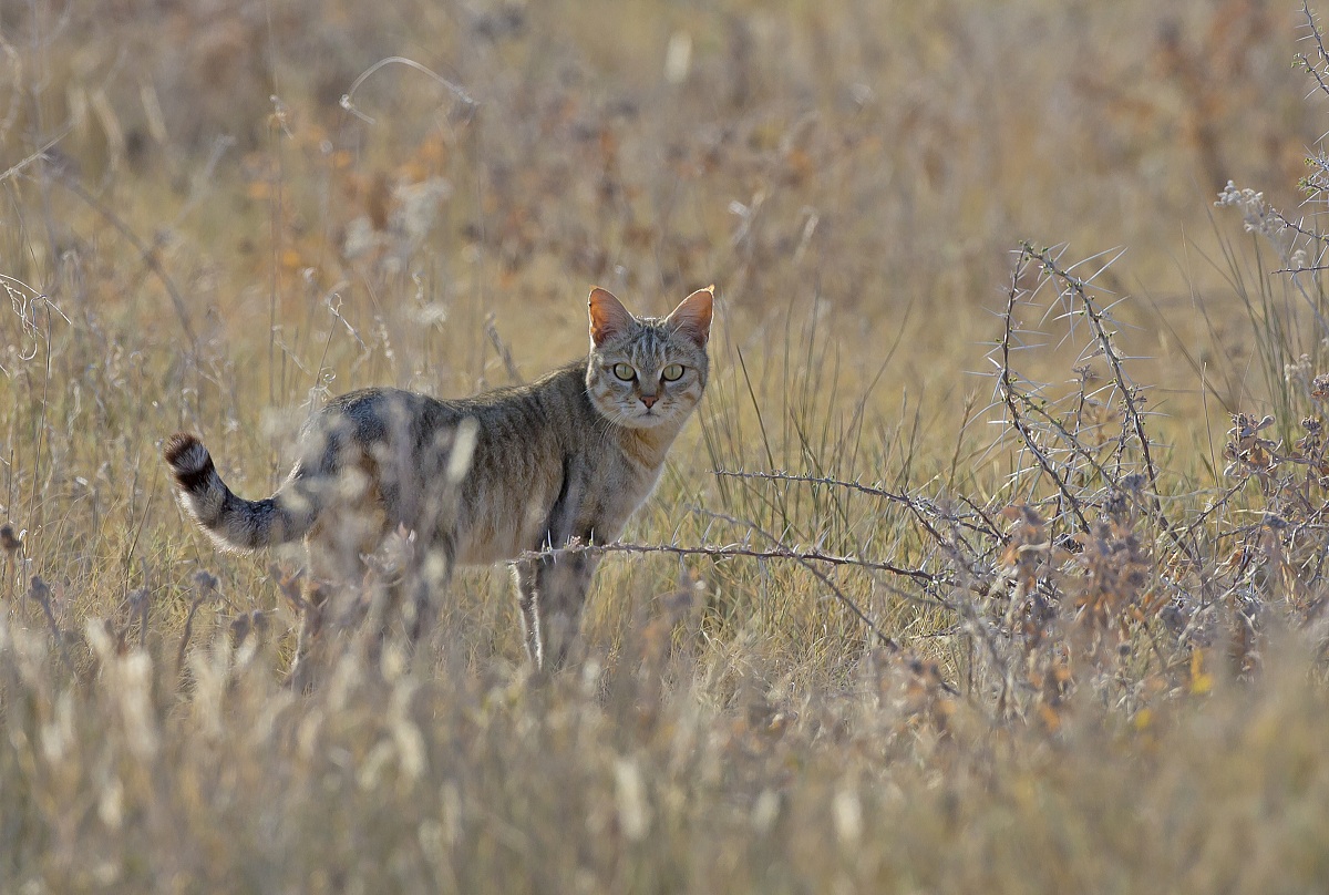 Finalmente il gatto selvatico!