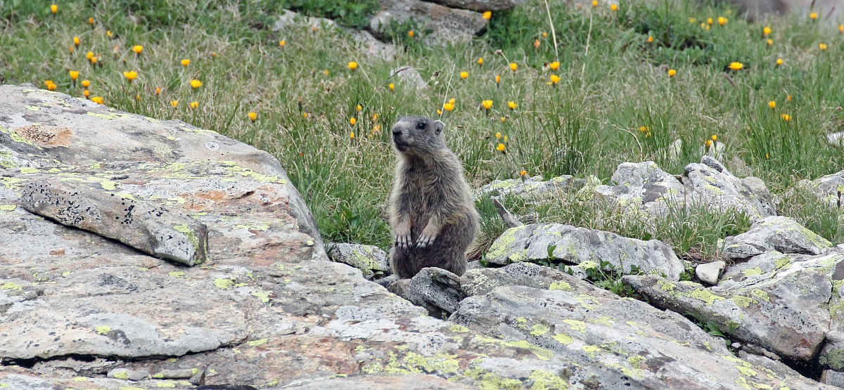 Marmotta