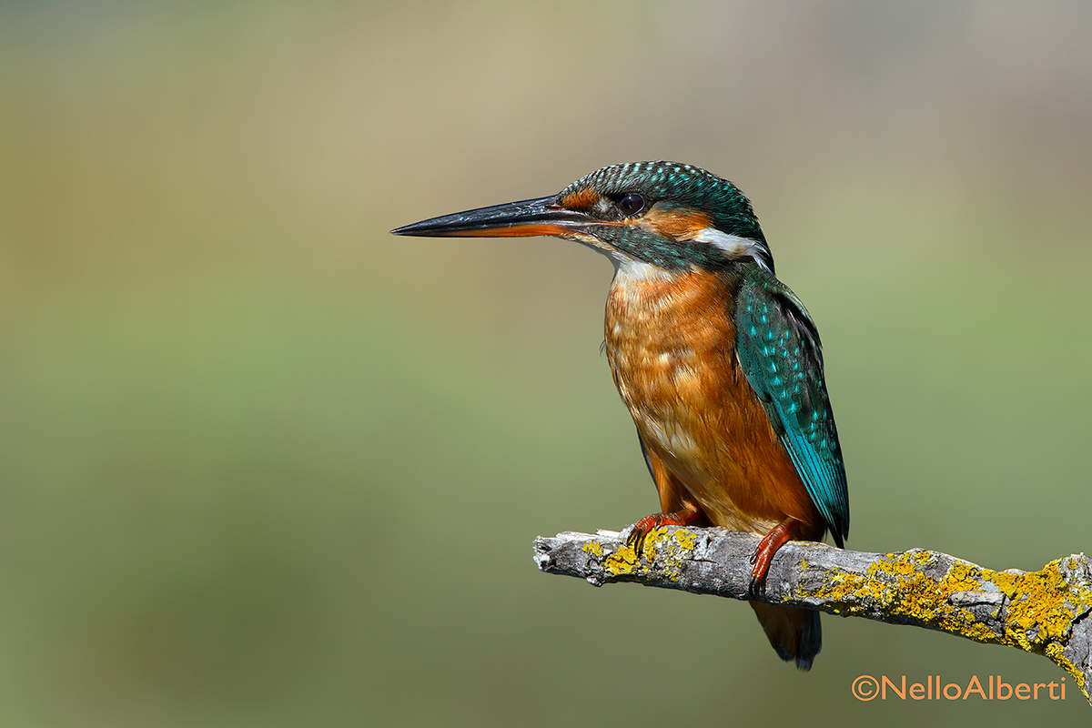 alla ricerca dello sfondo migliore