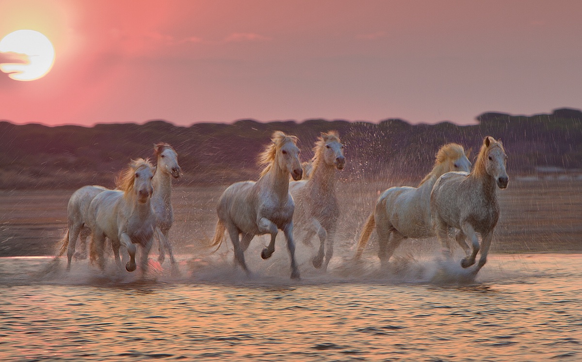 Galoppo al tramonto