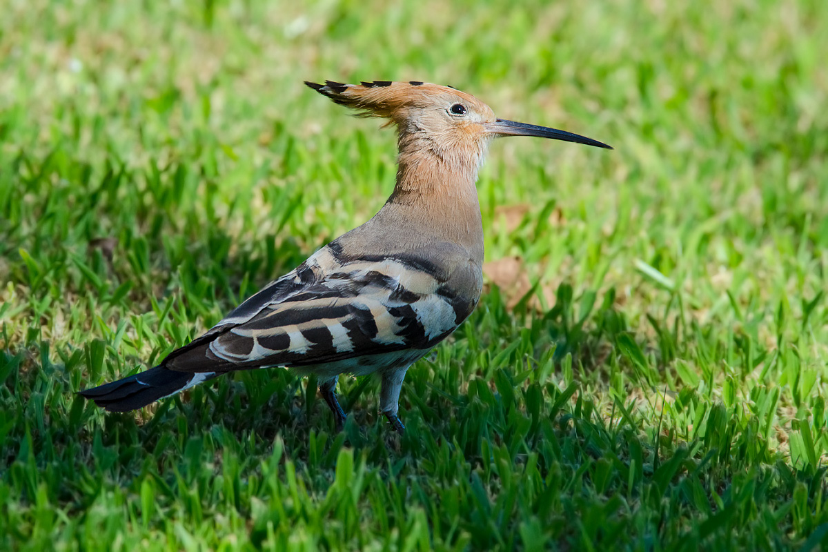 hoopoe