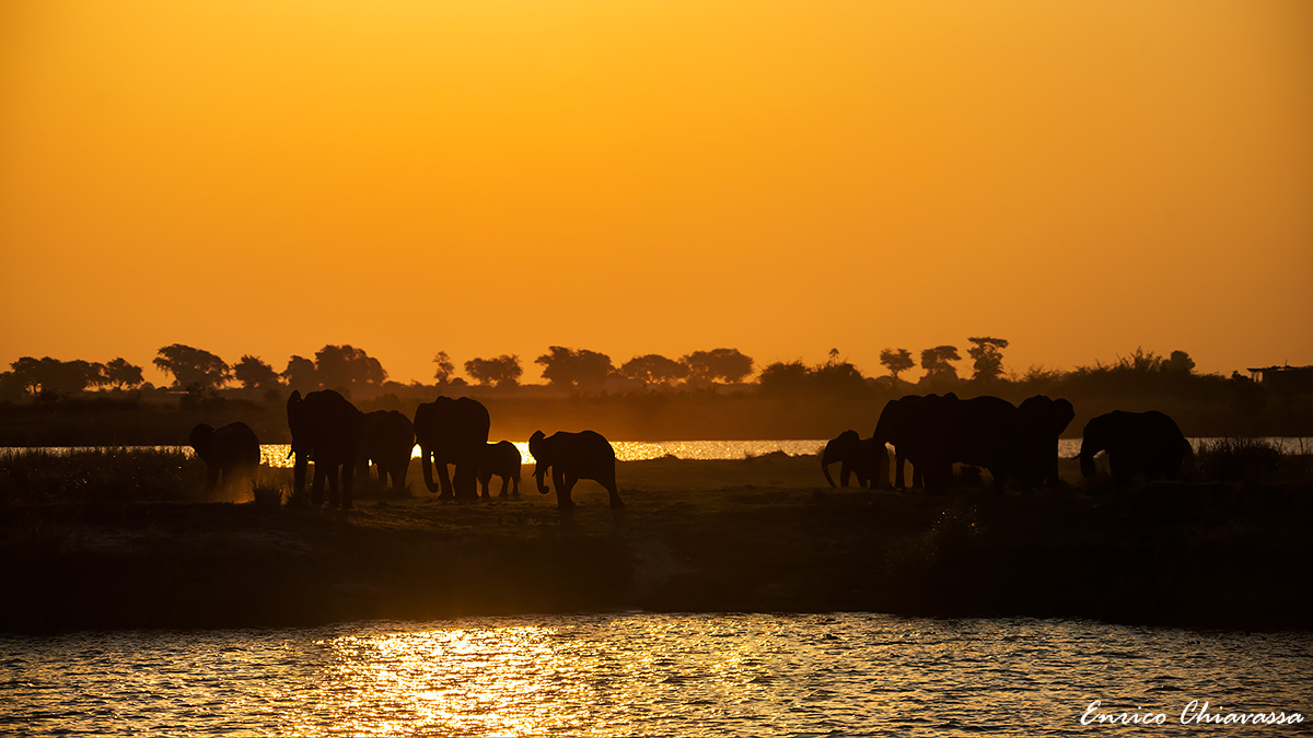 Chobe National Park: elefanti al tramonto