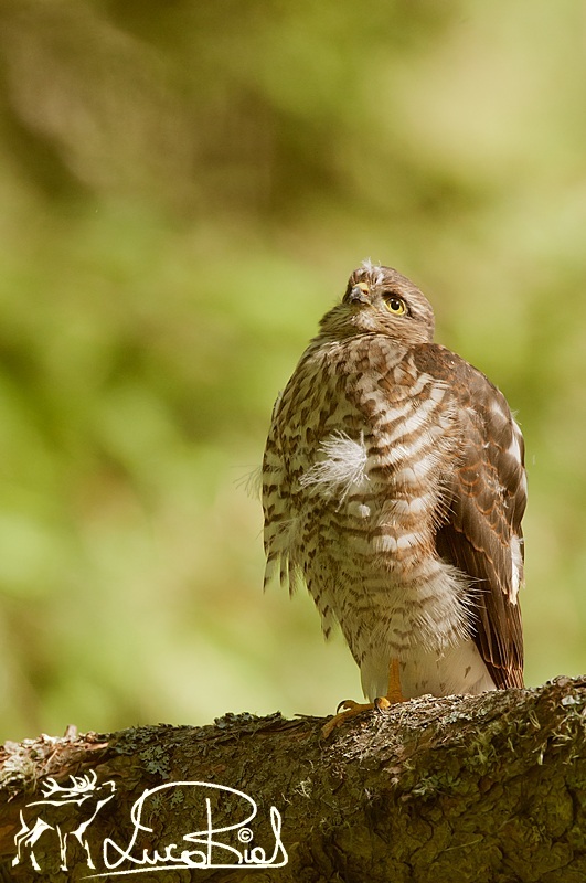 Sparviero - Sparroehawk