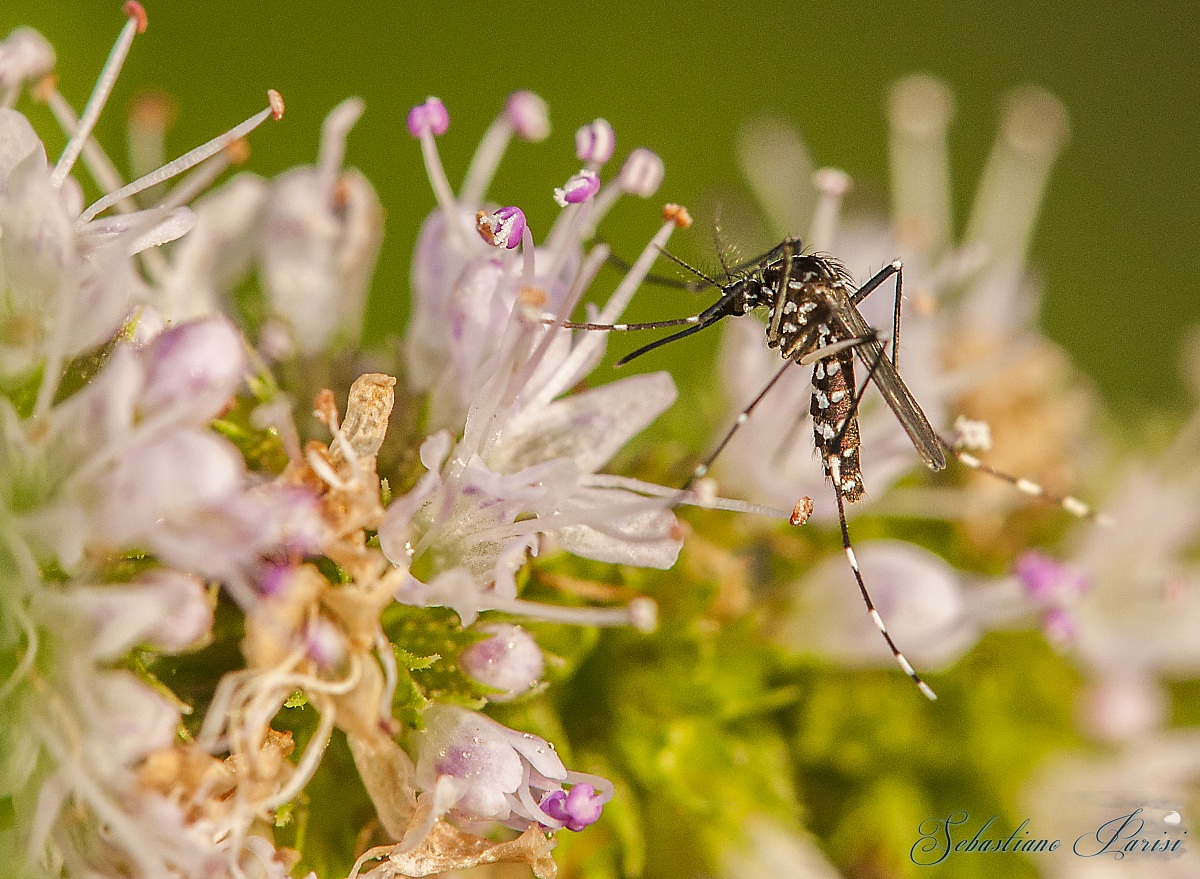 Zanzara Tigre (Aedes albopictus)