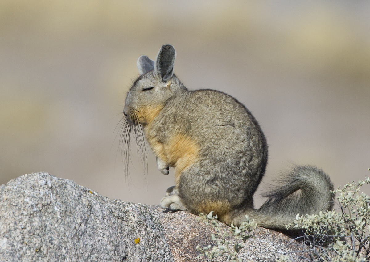 Viscacha mountain