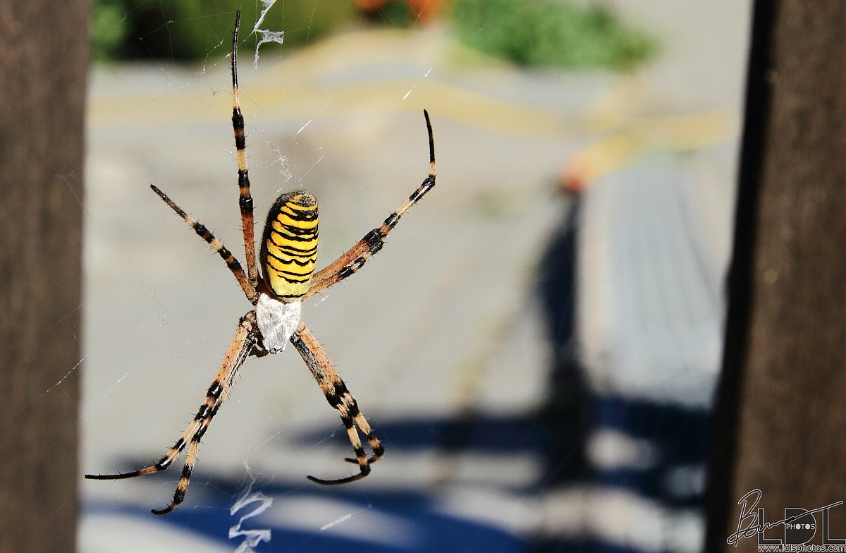Argiope Fasciata