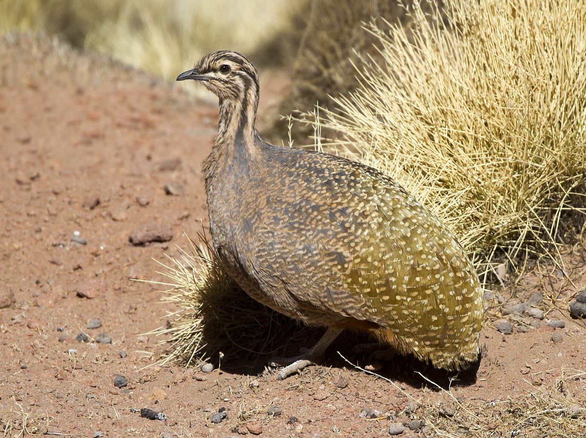 The Puna Tinamou
