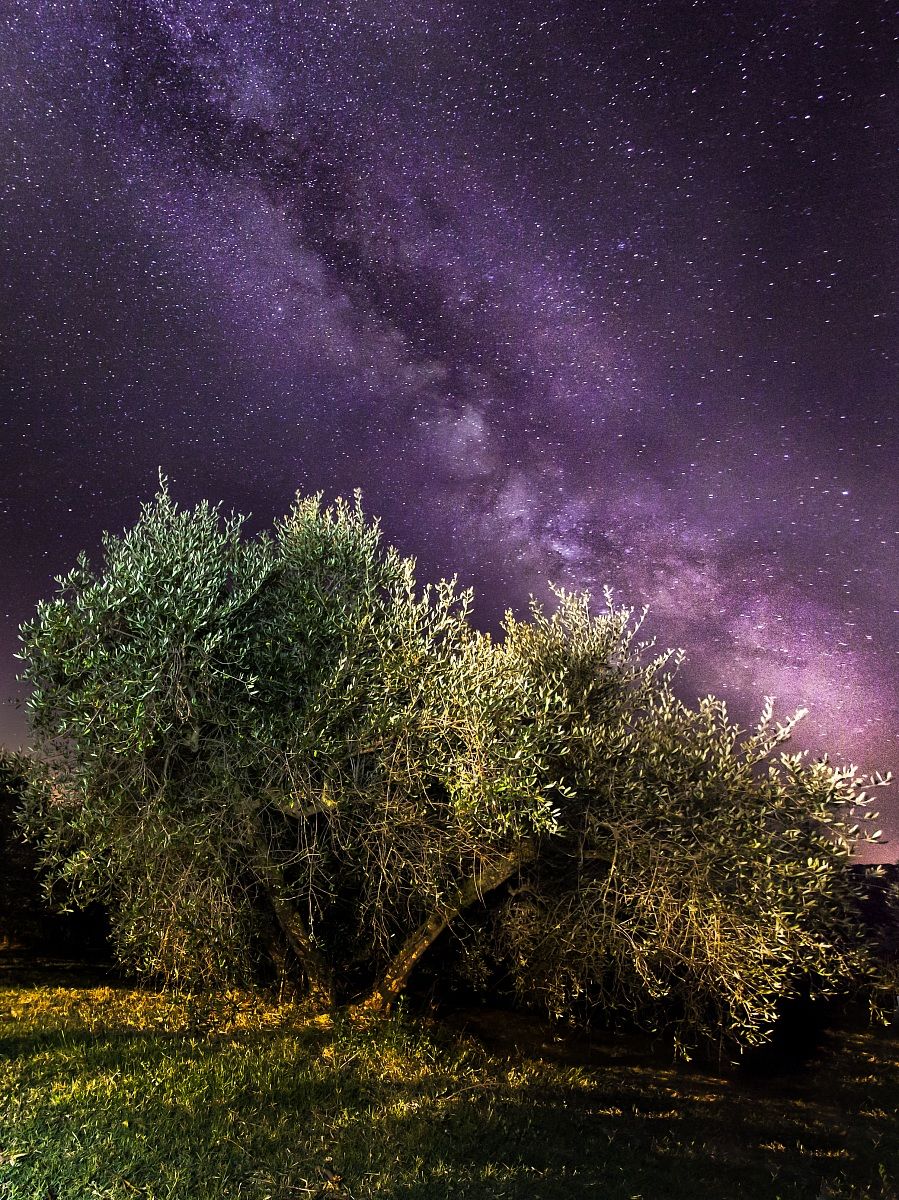 Milky Way above the olive trees