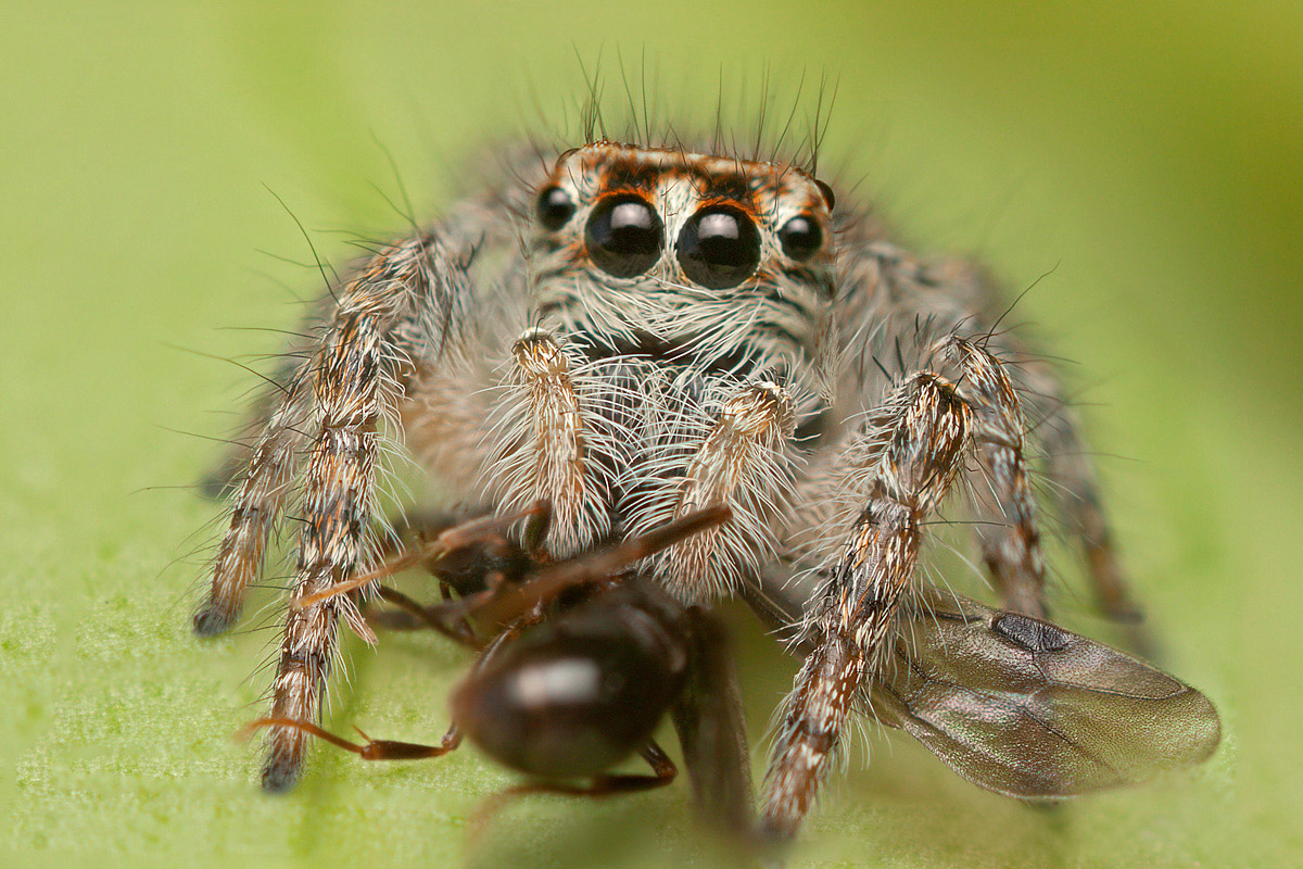 Philaeus chrysops femmina con preda