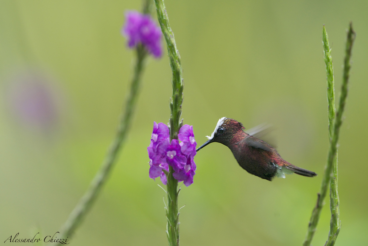 Colibri crown of snow