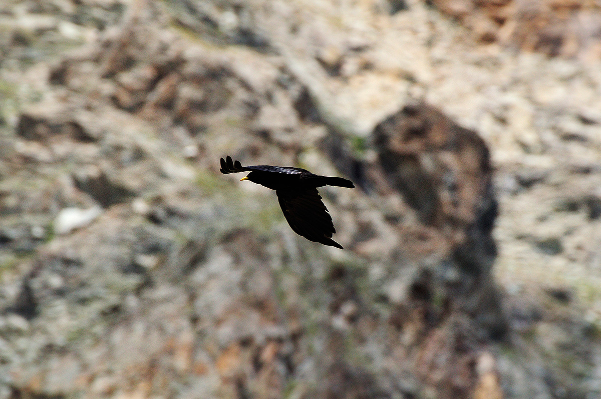 Chough in flight