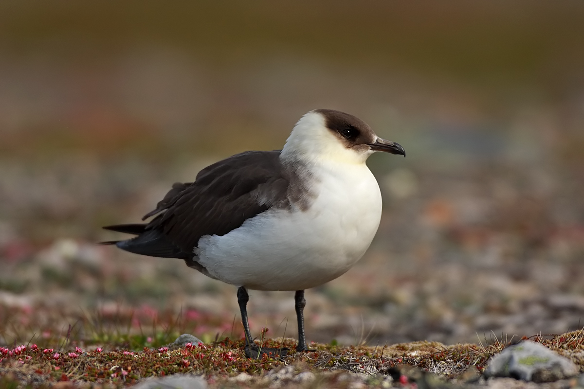 Parasitic Jaeger