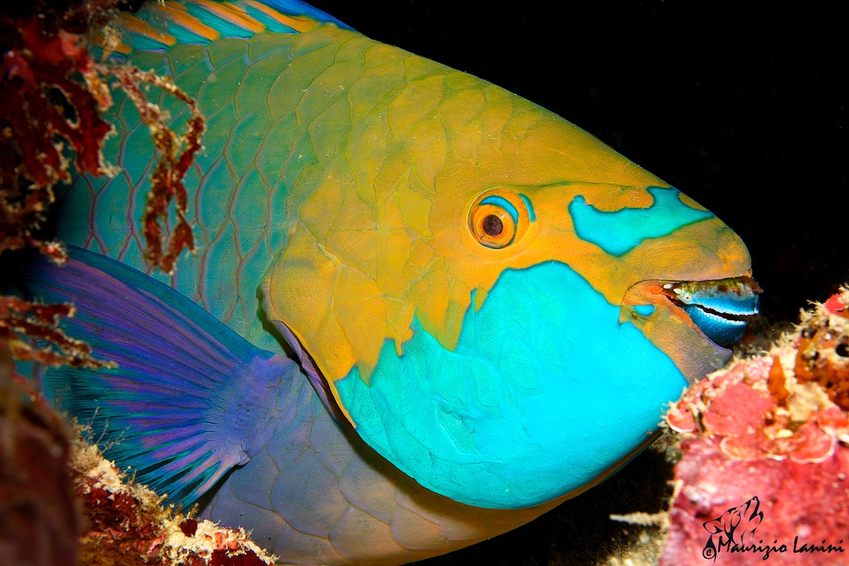 The colors of the parrot