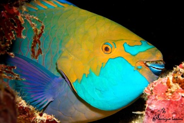 Scarus prasiognathos