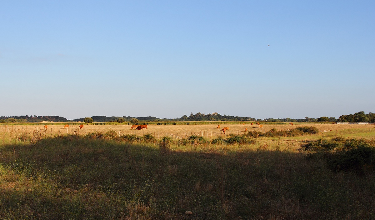 pascolo davanti casa