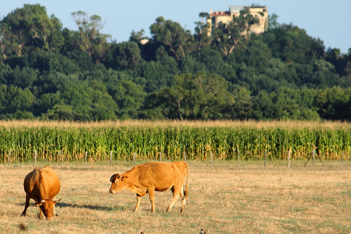 pasture in front of the house - with the telephoto