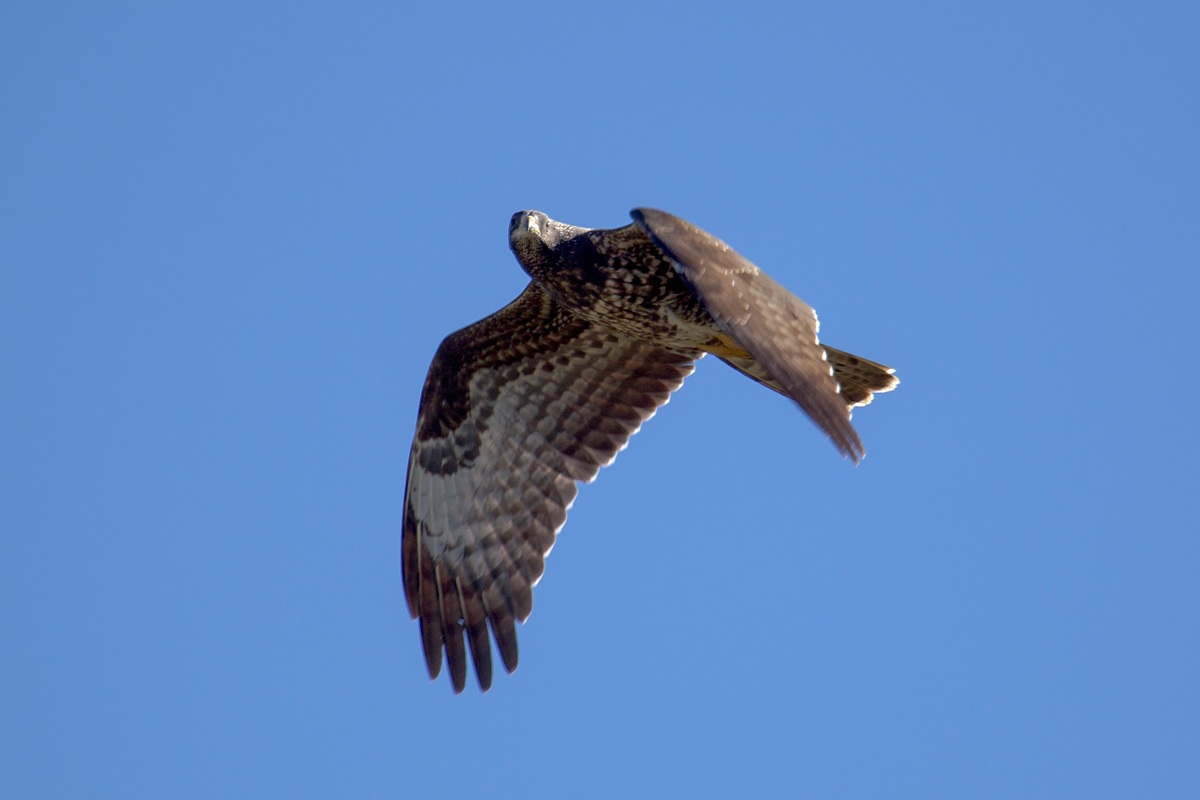 buzzard