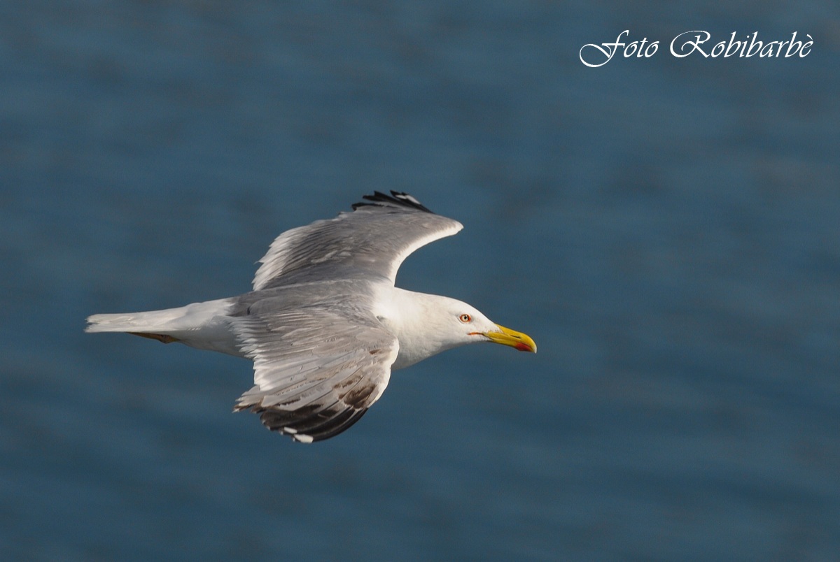 Gabbiano reale ..in volo ......