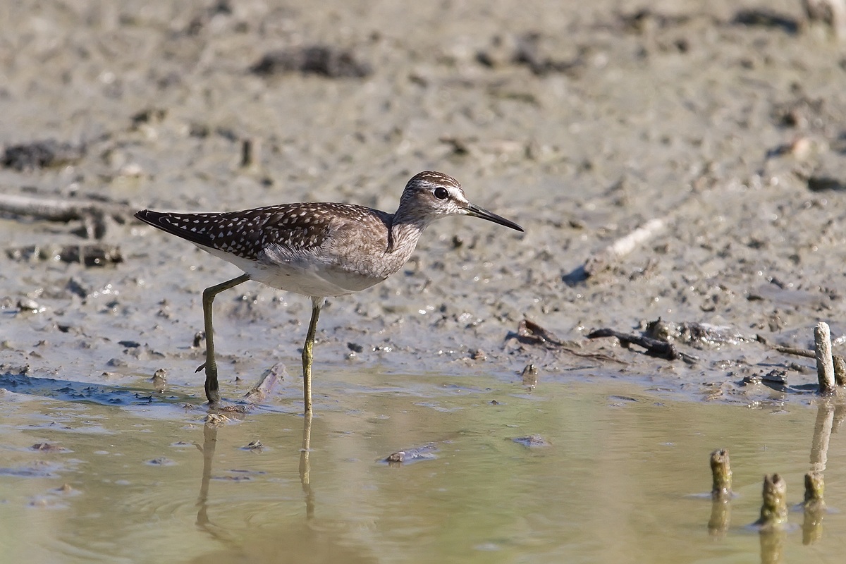 Piro Piro boschereccio