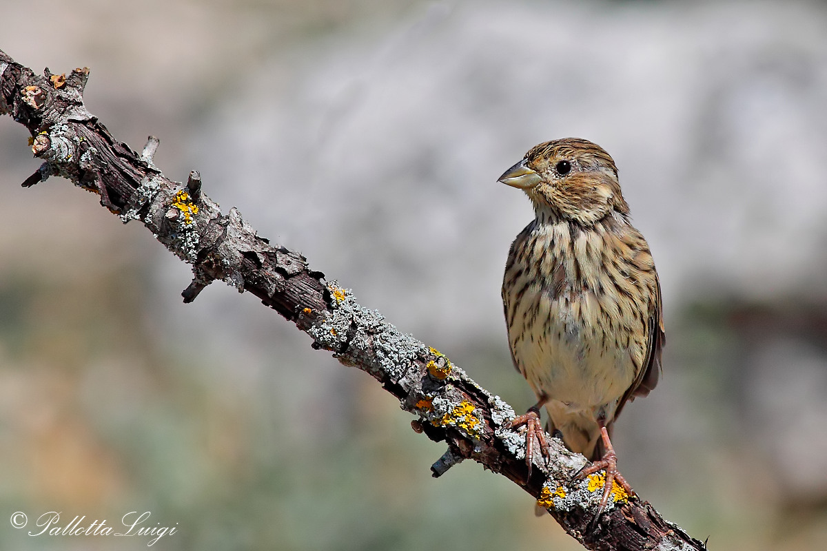 Corn Bunting (Miliaria calandra)