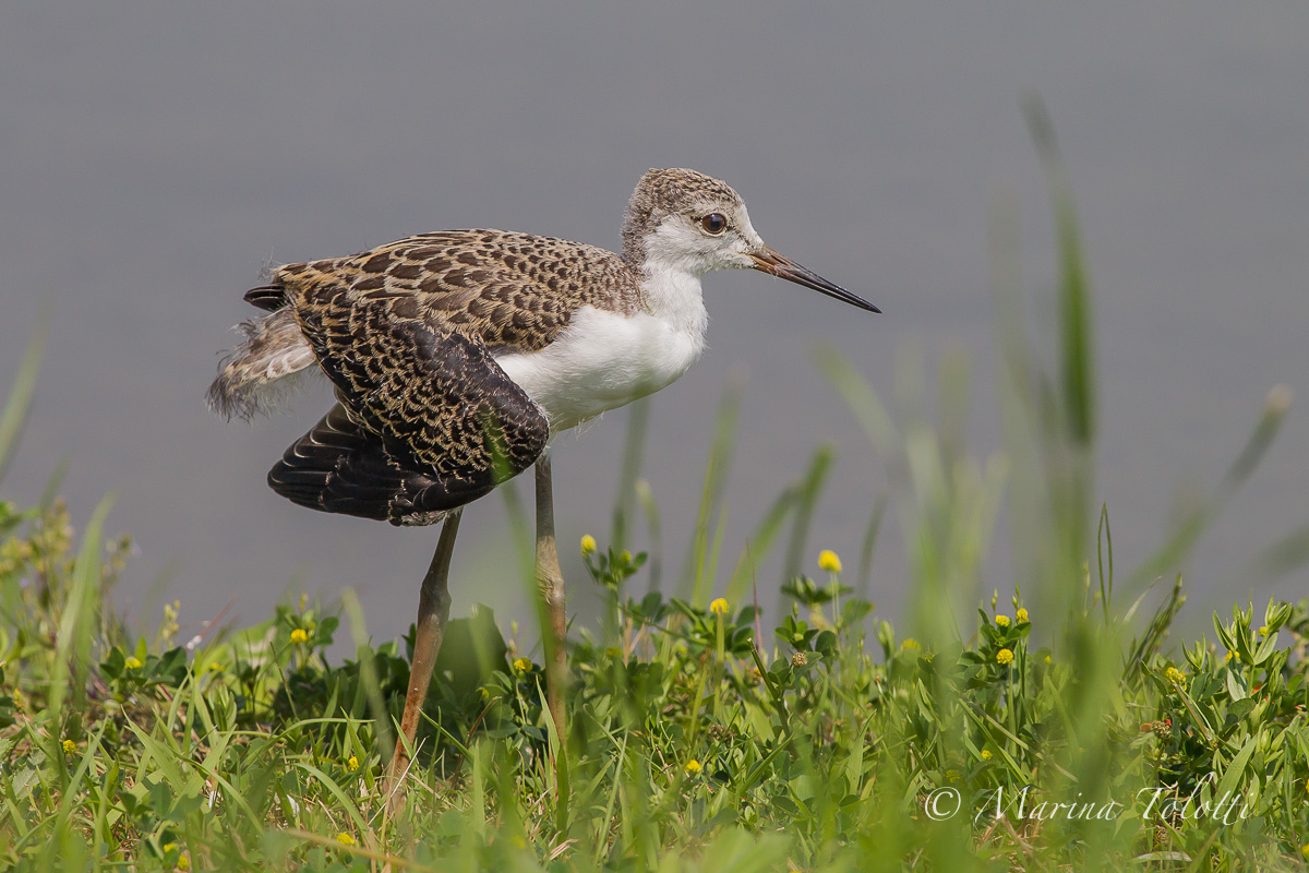 Pullo of Knight of Italy