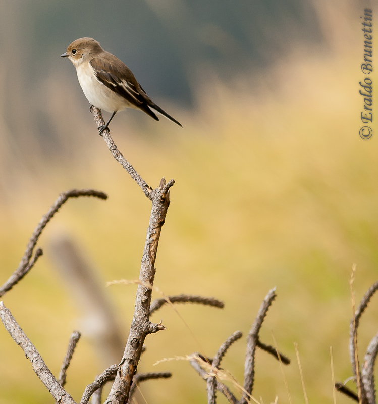 Pied Flycatcher (female)