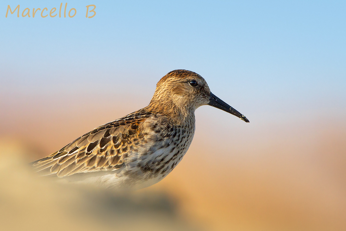 Piovanello Pancianera