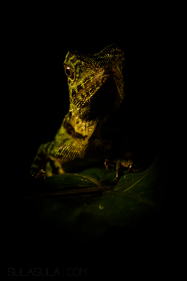 Gonocephalus | Borneo