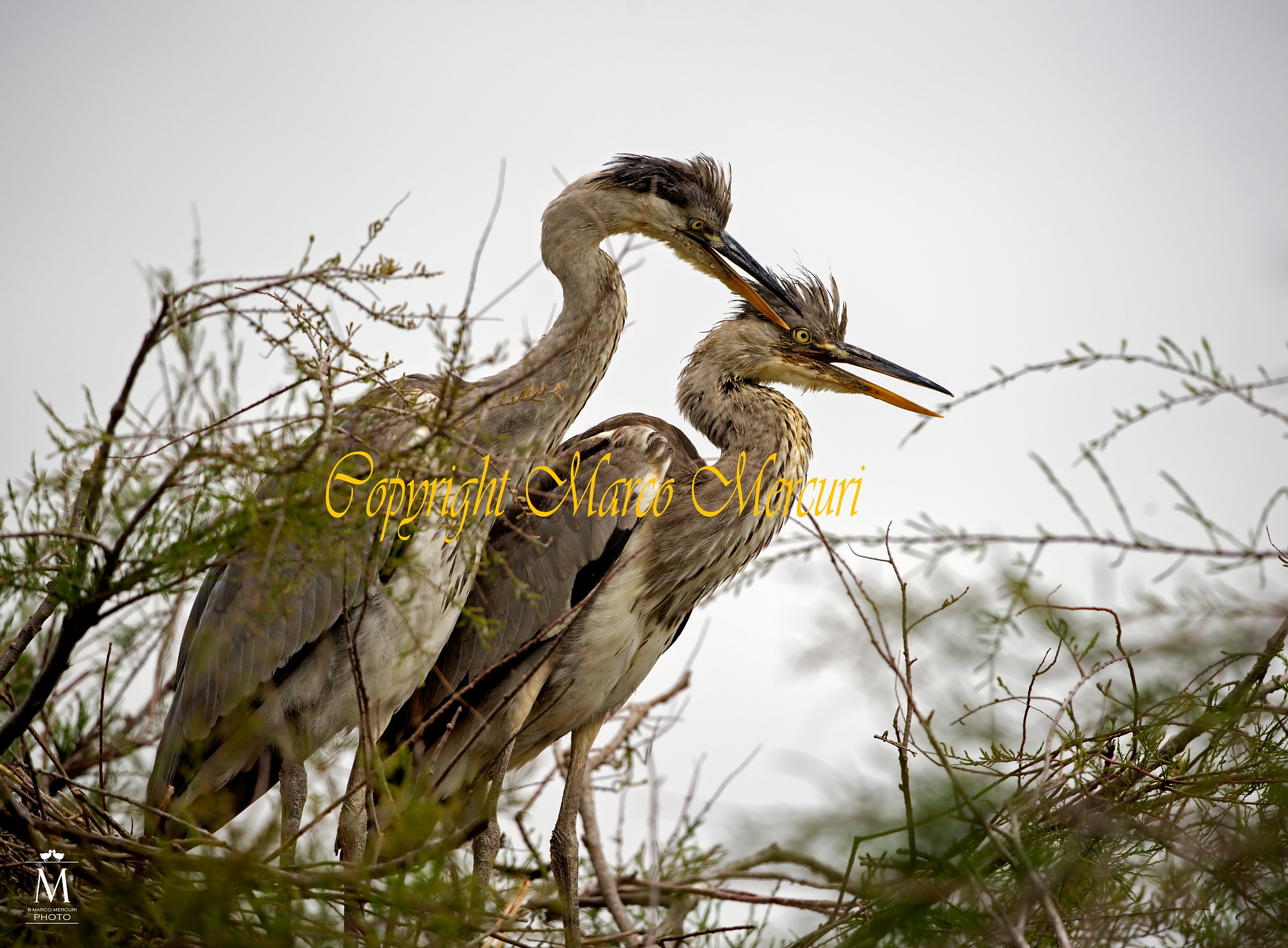 Coppia di Aironi Cenerini Giovani