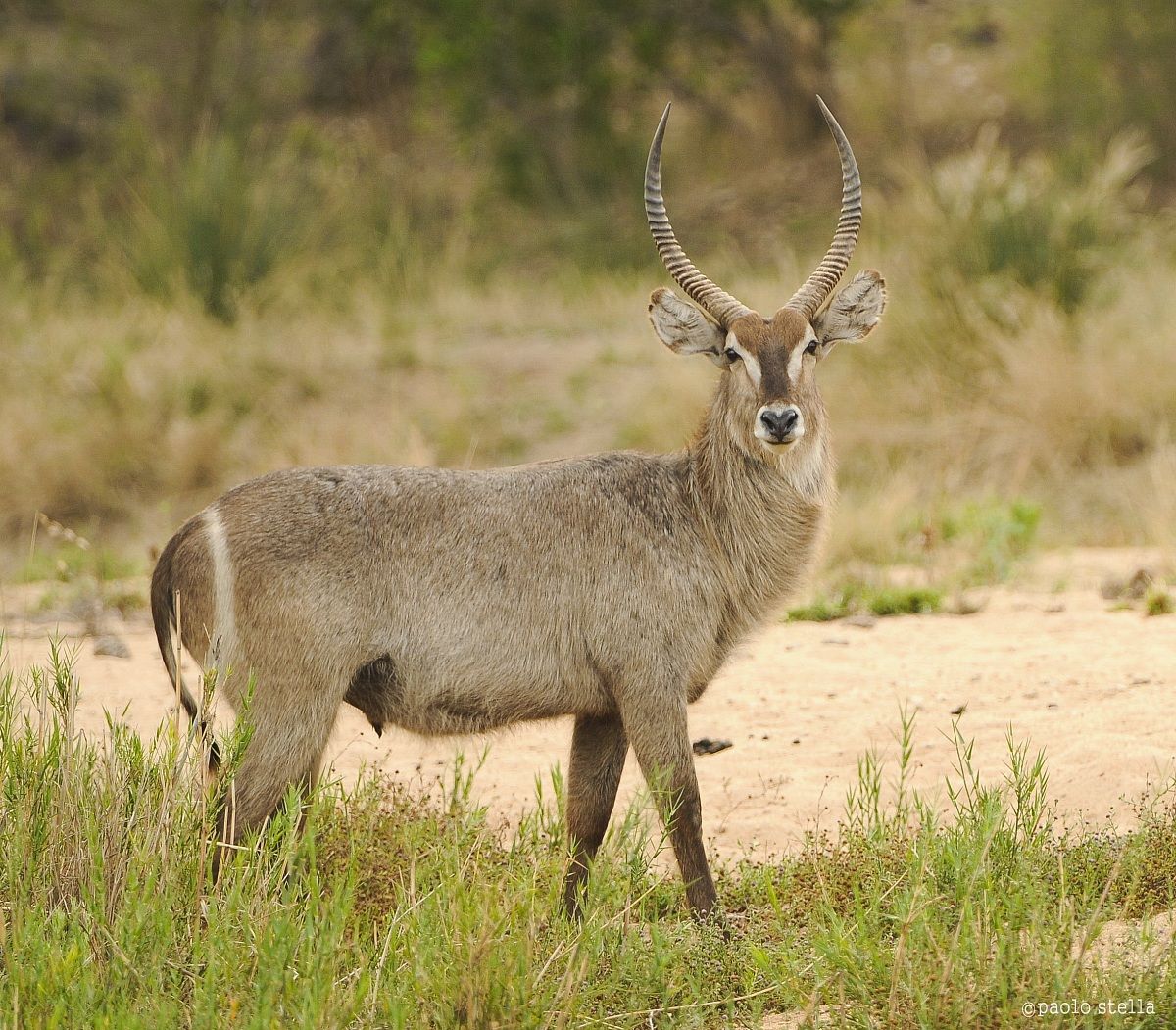 Male Waterbuck - Kobus ellipsiprymnus