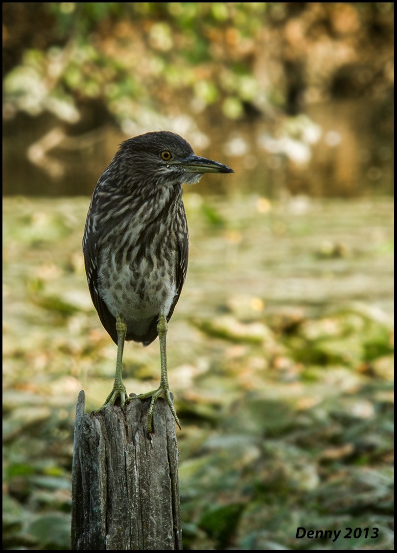 Nycticorax