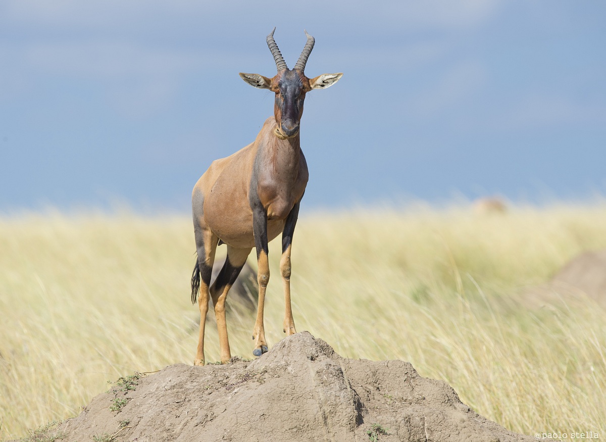 Male Hartebeest -Alcelaphus buselaphus