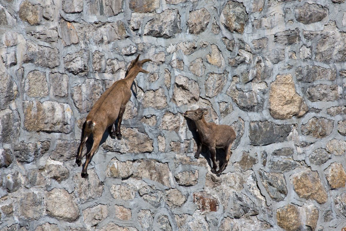 Ibex in Cingino