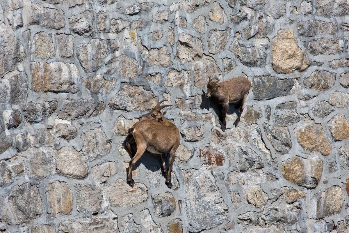 Ibex in Cingino