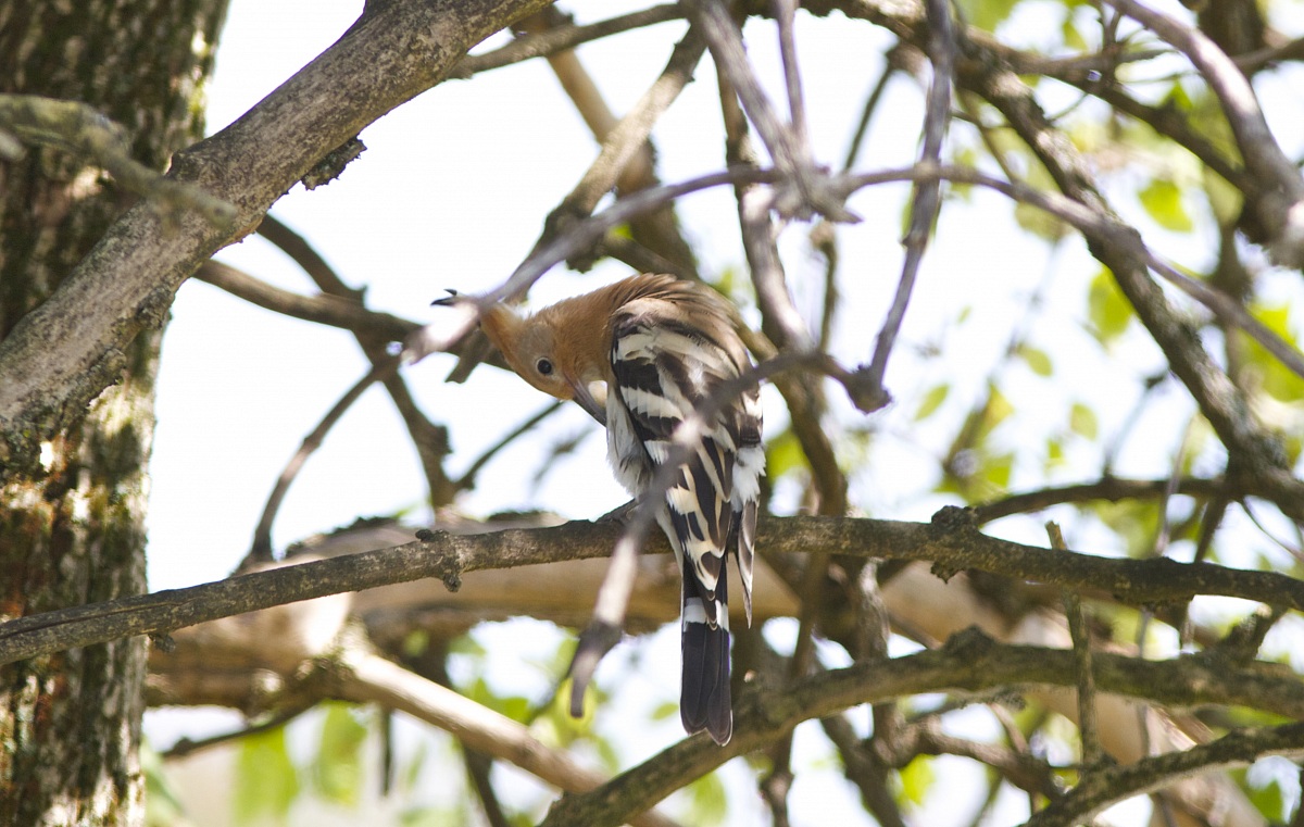 Hoopoe 4/10