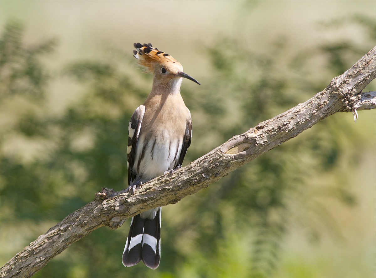 Hoopoe