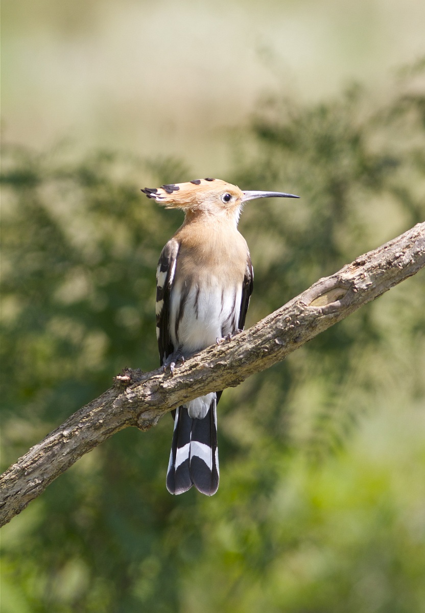Hoopoe 1