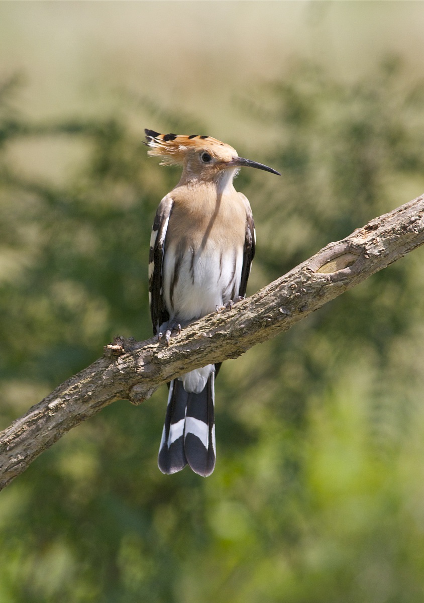 Hoopoe 2