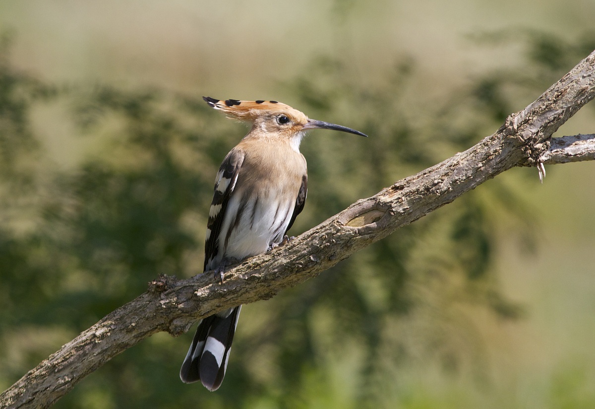 Hoopoe 3