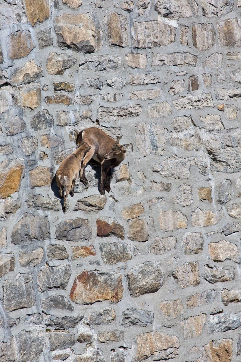Ibex in Cingino