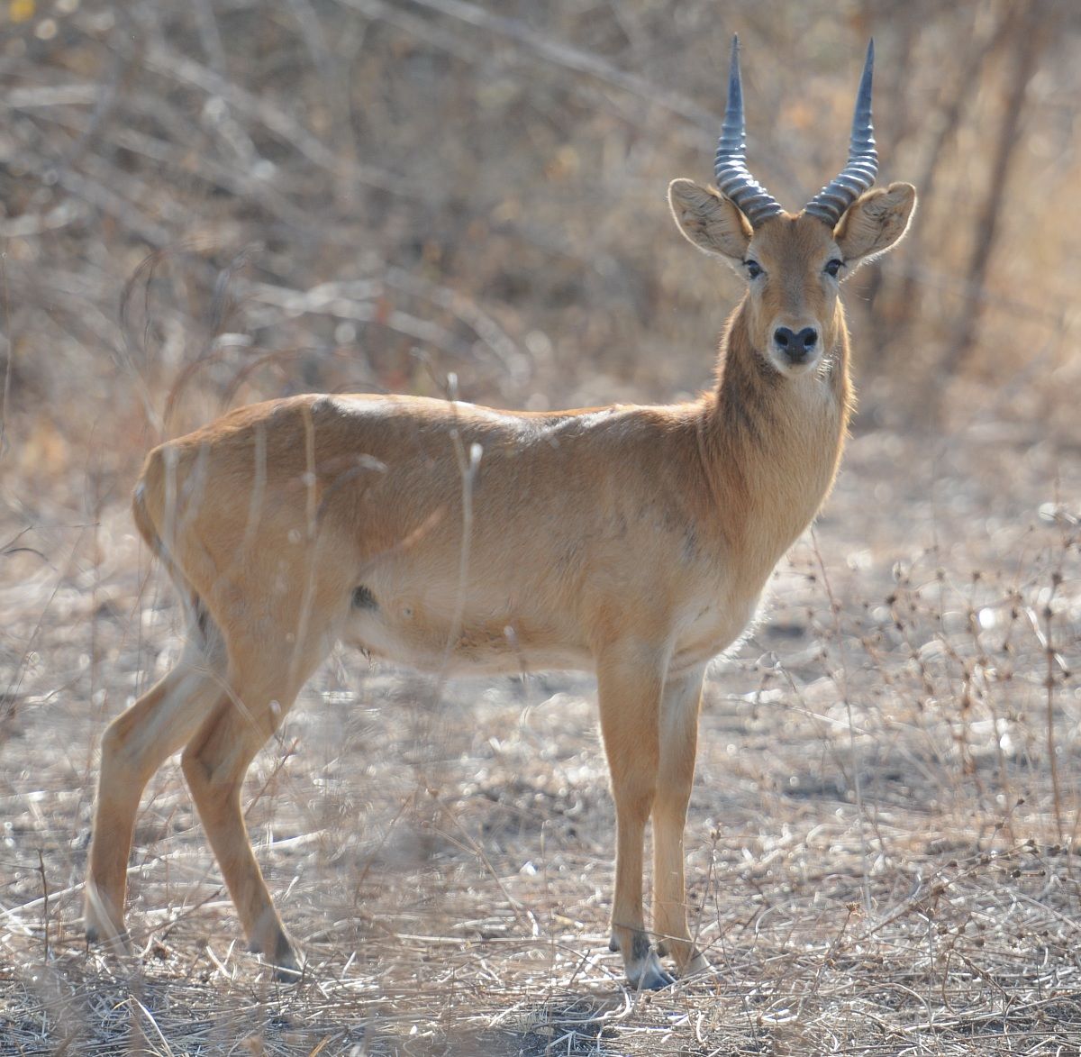 Male puku - Kobus vardonii