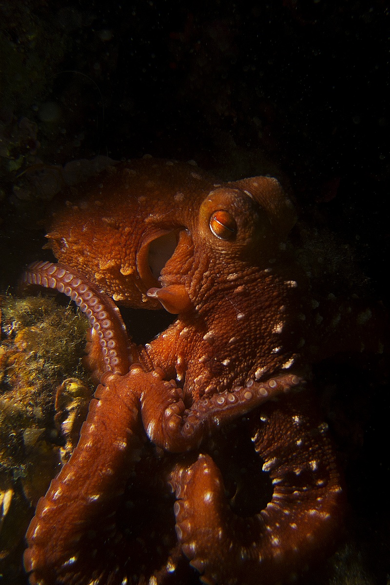 Octopus Macropus (Polpessa) - Loano