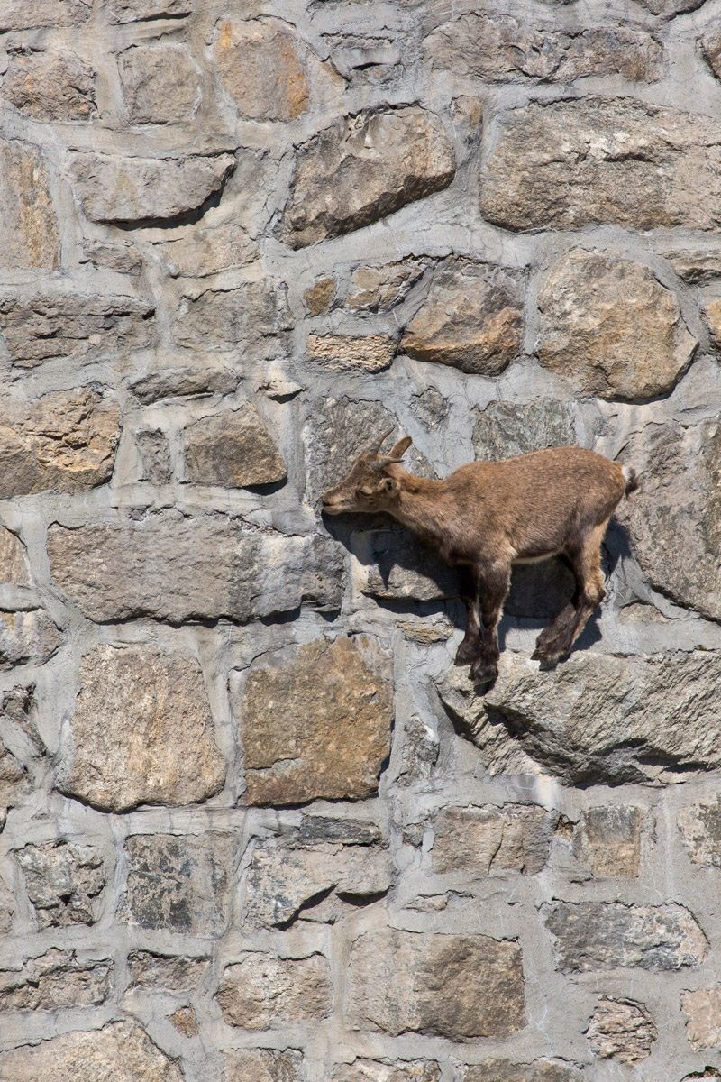 Ibex in Cingino